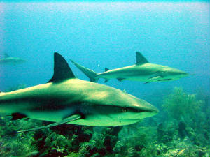 sharks2.jpg